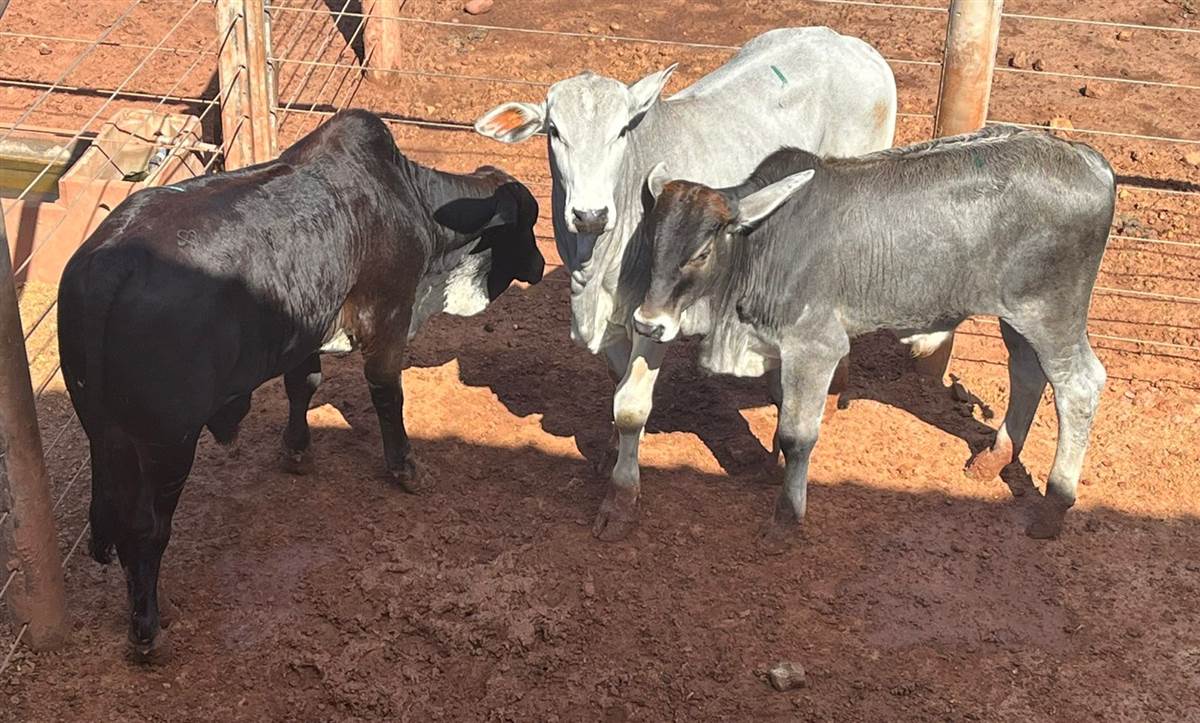 LOTE 01