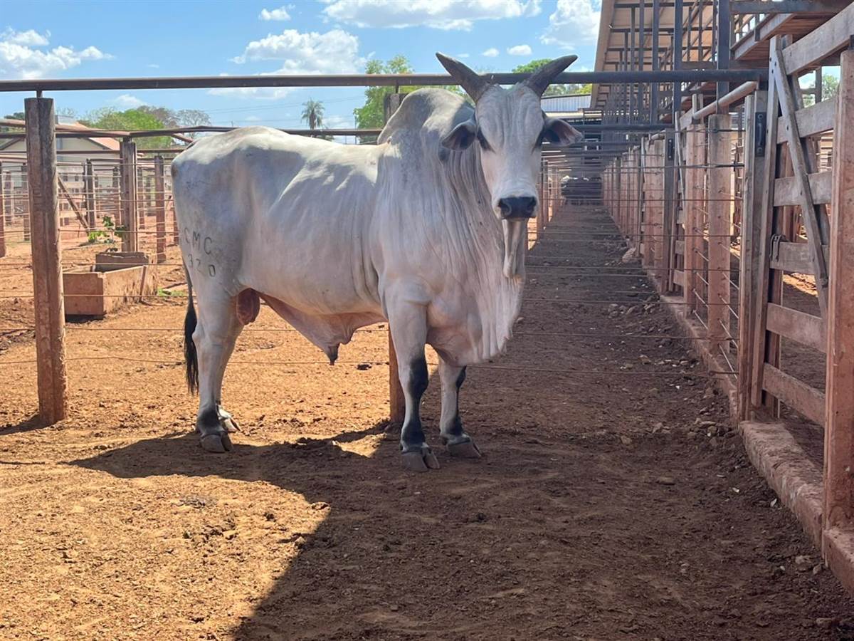 LOTE 19