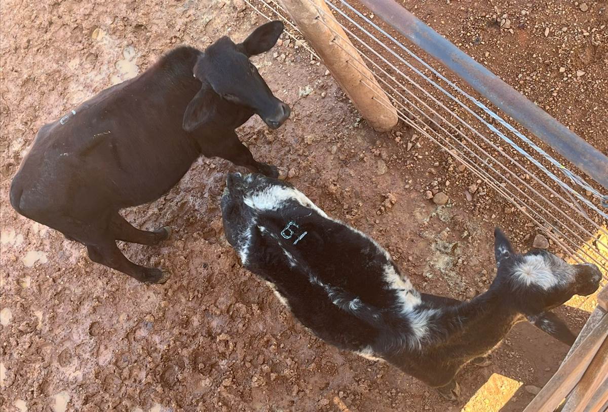 LOTE 19