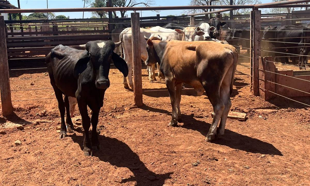 LOTE 21