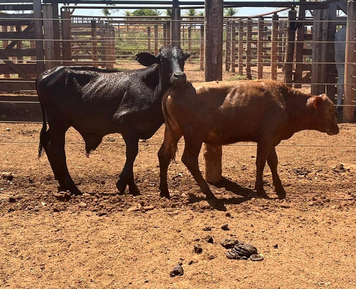 LOTE 37