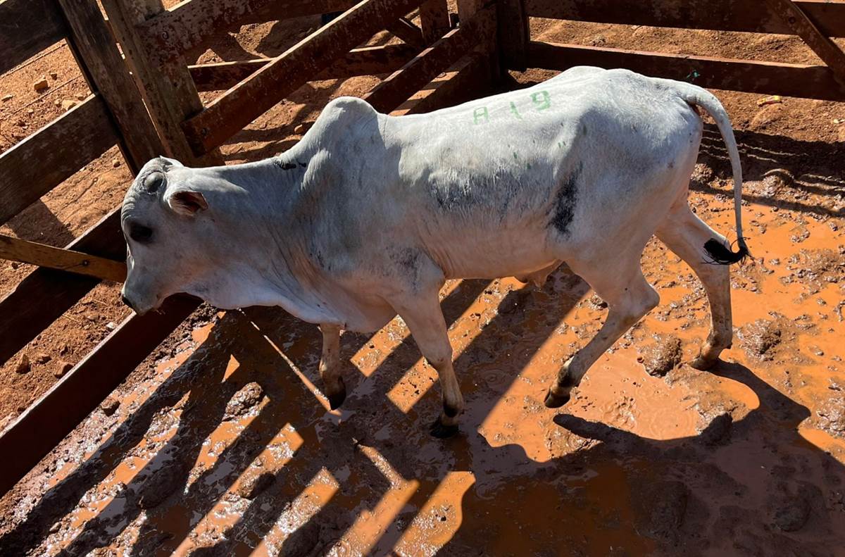 LOTE A - 19