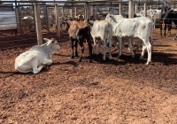 Fotos do lote 23 do leilão 281º LEILÃO DE CORTE PANTANAL LEILÕES 1