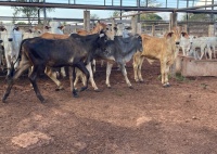 Fotos do lote 33 do leilão 281º LEILÃO DE CORTE PANTANAL LEILÕES 1