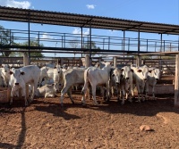 Fotos do lote 27 do leilão 283° LEILÃO DE CORTE - PANTANAL LEILÕES 1