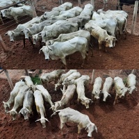 Fotos do lote 04 do leilão 221º LEILÃO DE CORTE PANTANAL LEILÕES 1