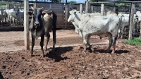 Fotos do lote 27 do leilão 229º LEILÃO DE CORTE PANTANAL LEILÕES 1