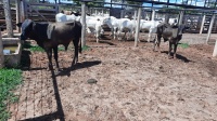 Fotos do lote 23 do leilão 229º LEILÃO DE CORTE PANTANAL LEILÕES 1