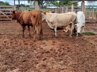 Fotos do lote 23 do leilão 231º LEILÃO DE CORTE PANTANAL LEILÕES 1