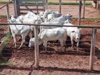 Fotos do lote 32 do leilão 233º LEILÃO DE CORTE PANTANAL LEILÕES 1