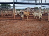 Fotos do lote 14 do leilão 235º LEILÃO DE CORTE PANTANAL LEILÕES 1