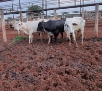 Fotos do lote 32 do leilão 235º LEILÃO DE CORTE PANTANAL LEILÕES 1