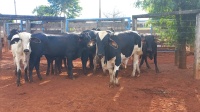 Fotos do lote 19 do leilão 3º LEILÃO INTEGRAÇÃO GADO DE CORTE 1