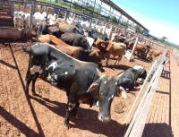 Fotos do lote 25 do leilão 271º LEILÃO DE CORTE PANTANAL LEILÕES 1