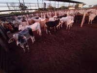 Fotos do lote 29 do leilão 271º LEILÃO DE CORTE PANTANAL LEILÕES 1