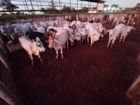 Fotos do lote 33 do leilão 271º LEILÃO DE CORTE PANTANAL LEILÕES 1