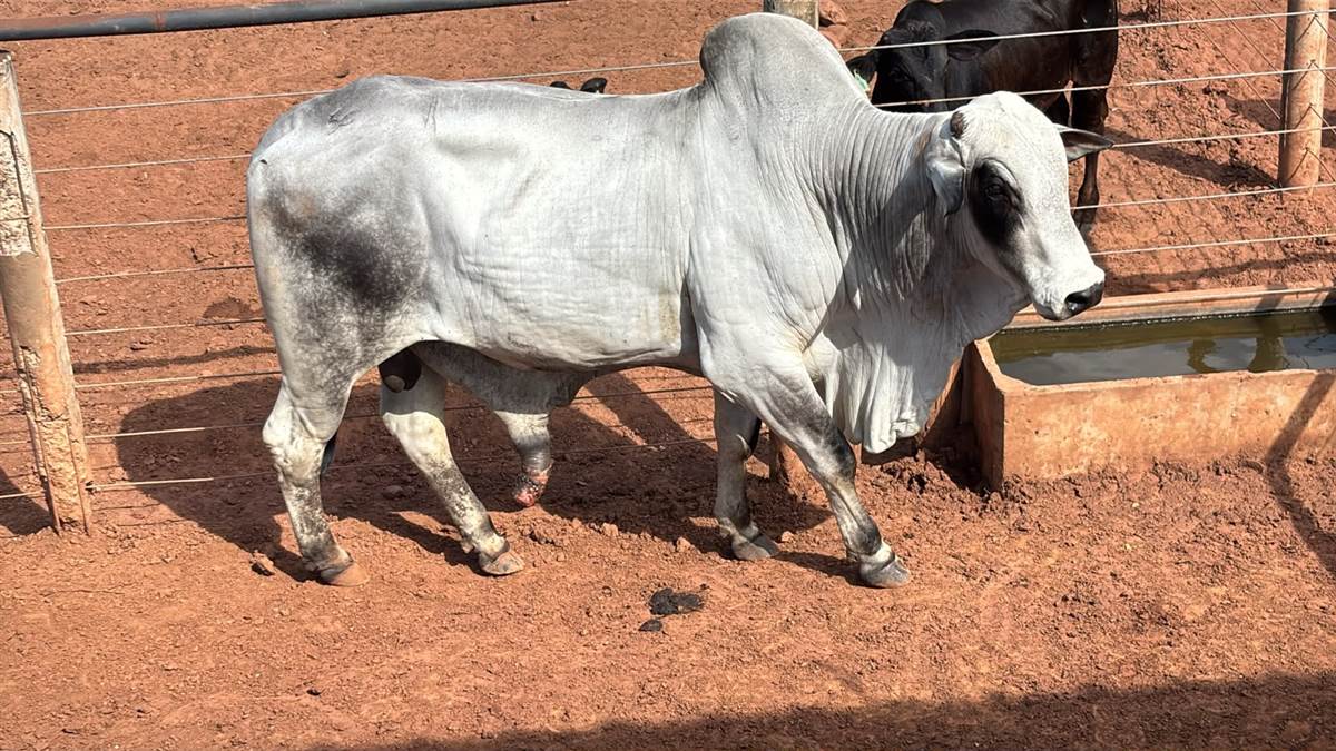 LOTE 05