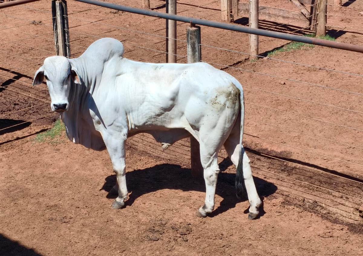 LOTE 17