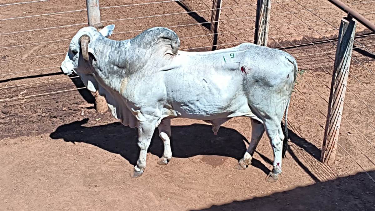 LOTE 19