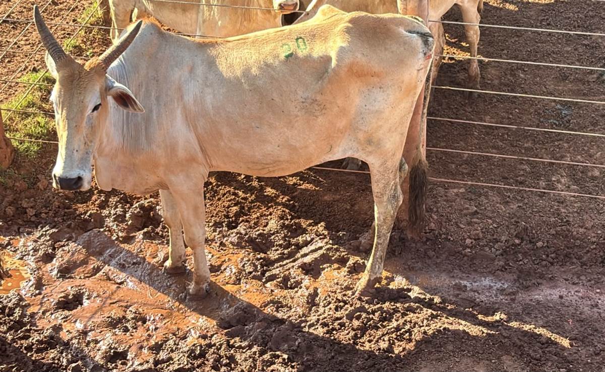 LOTE 20