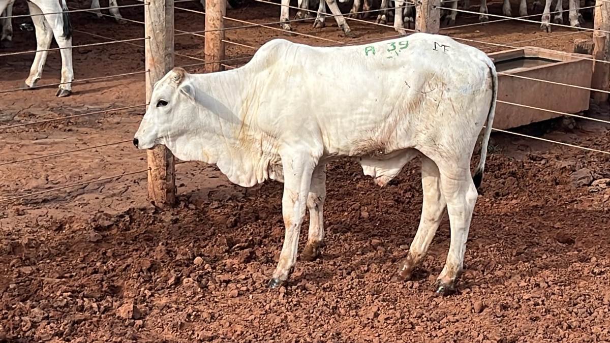 LOTE A-39