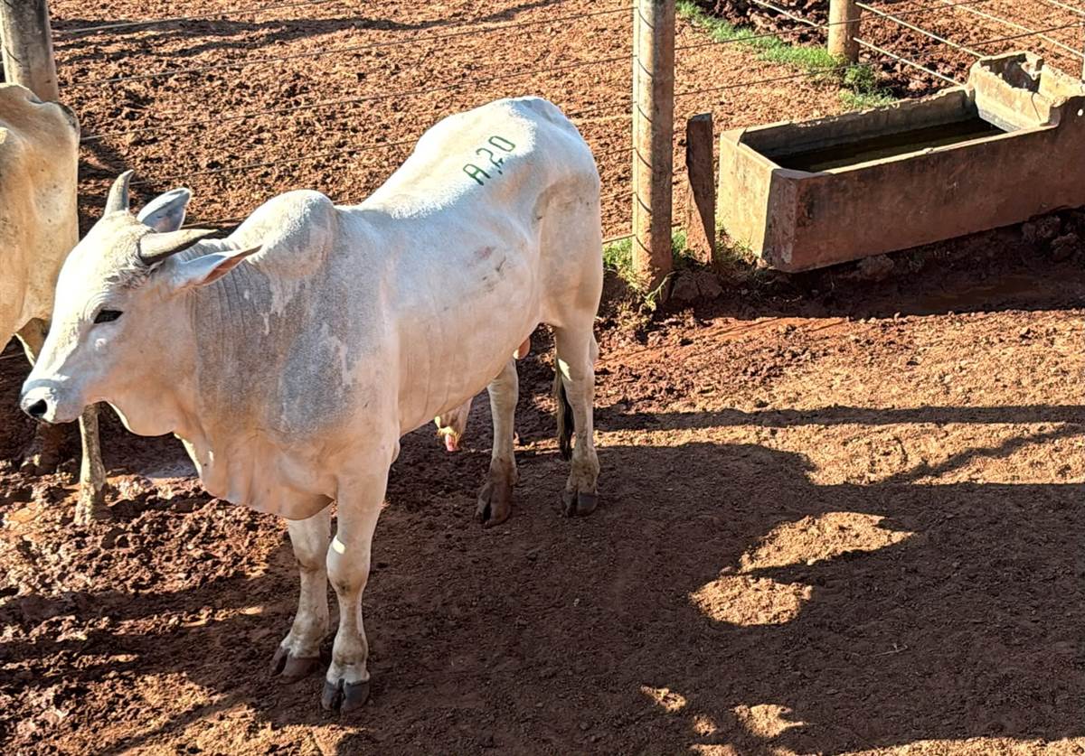 LOTE A20